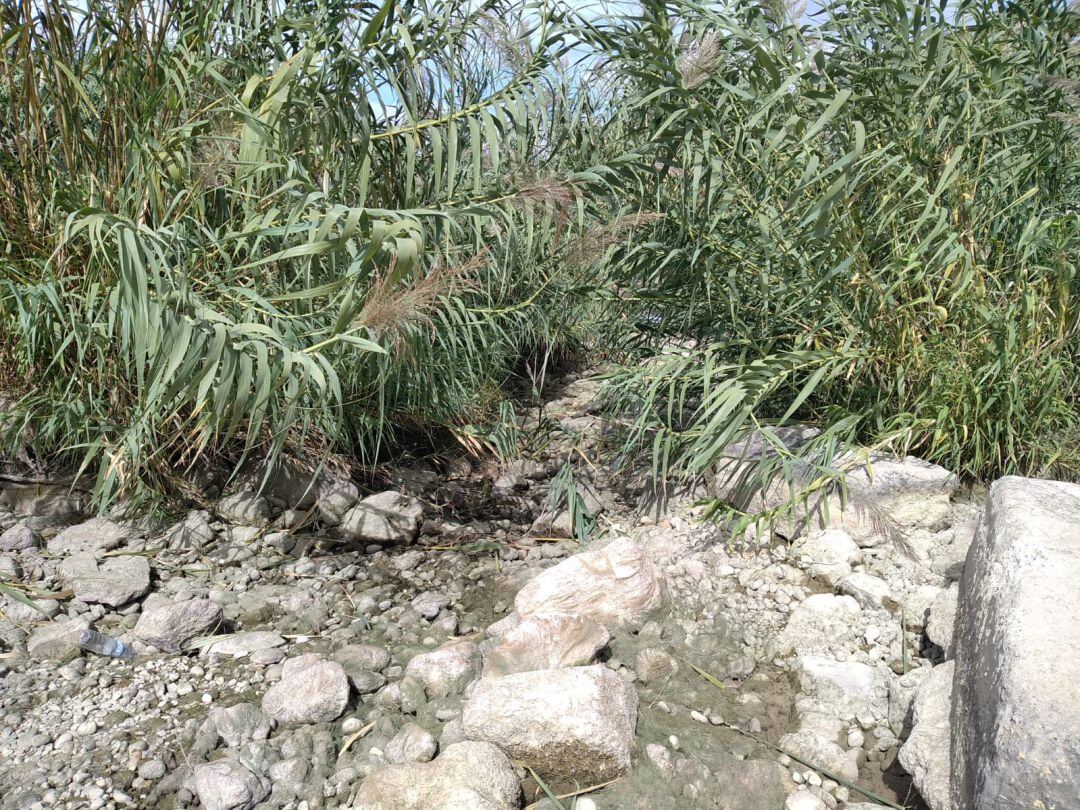 El río Serpis seco en muchos puntos de la Safor 