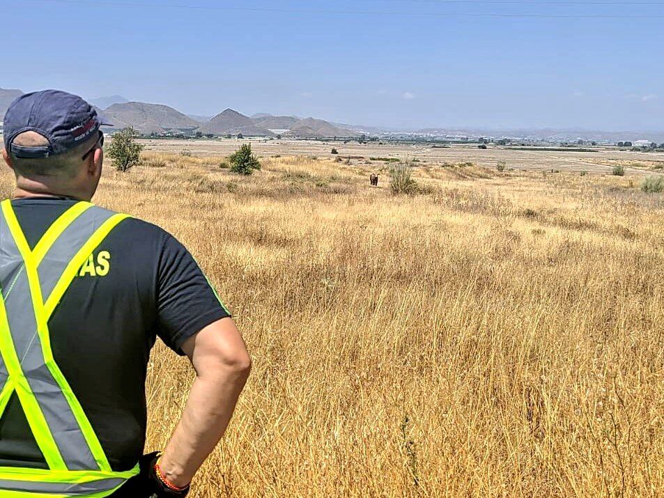 Recuperan 12 toros que se habían escapado de una granja en Lorca