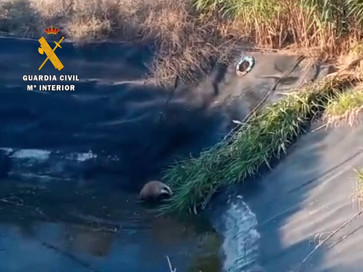 Final feliz para un tejón que había caido en una balsa de riego en Fraga