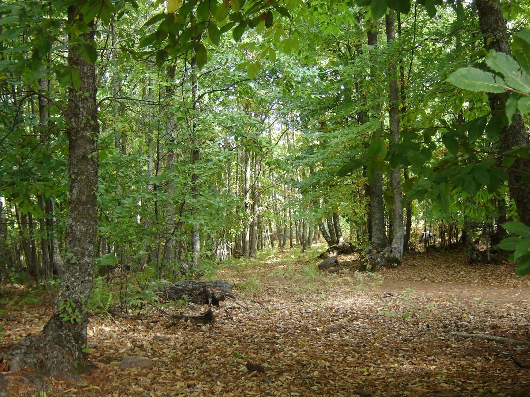 Bosque castaño