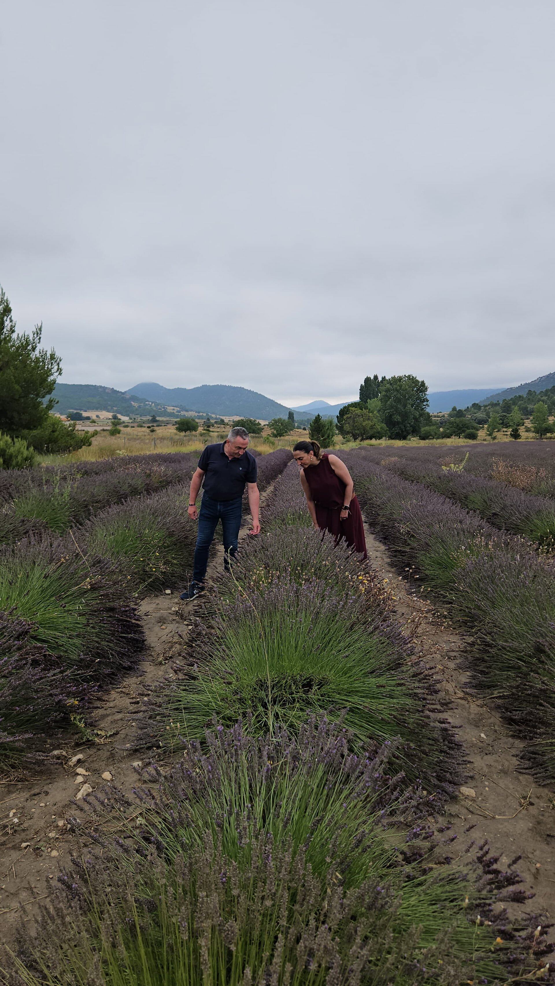 La consejera Sara Rubira junto al alcalde de Moratalla, Juan Soria, en un campo de lavandín.