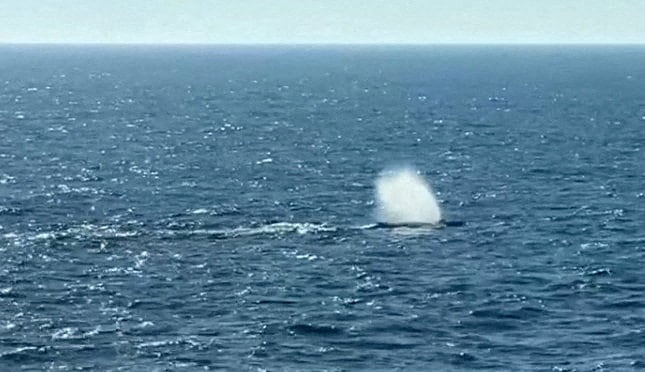 La ballena Timmy, varada en las costas alemanas desde marzo de este año.