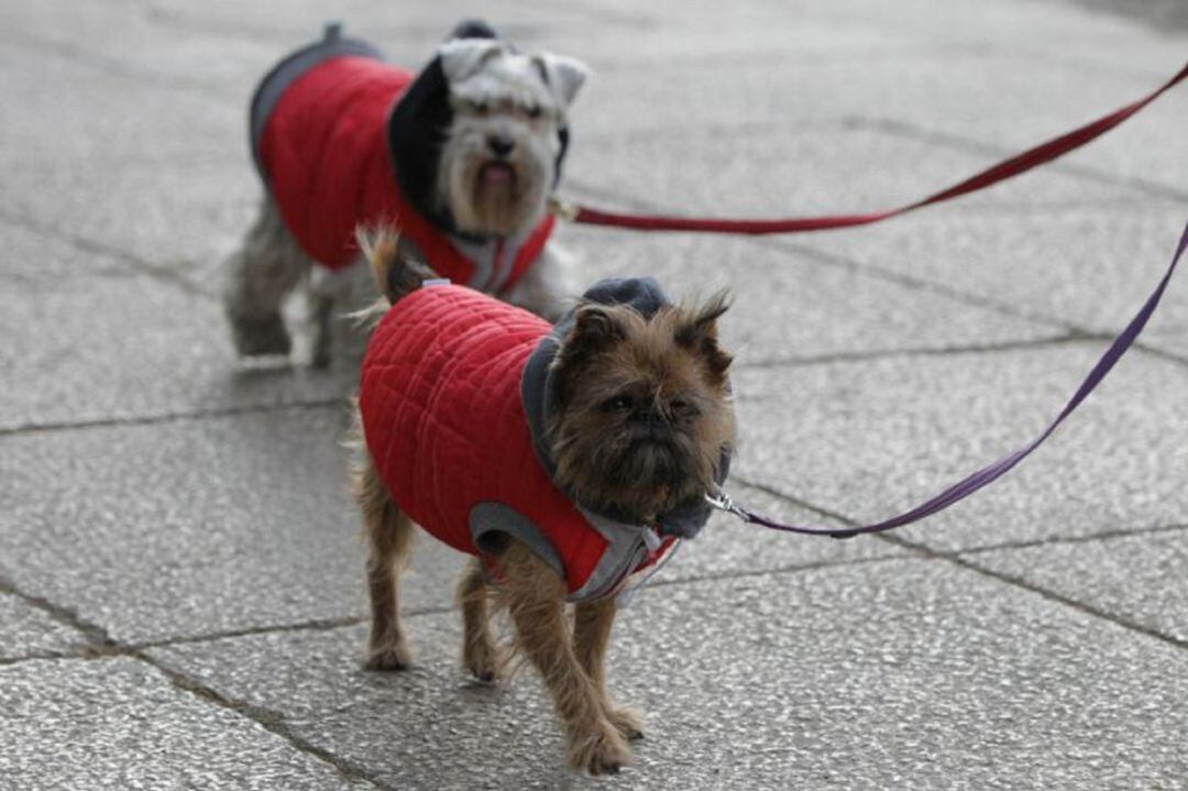 La ordenanza recuerda las restricciones de los paseos con las mascocas