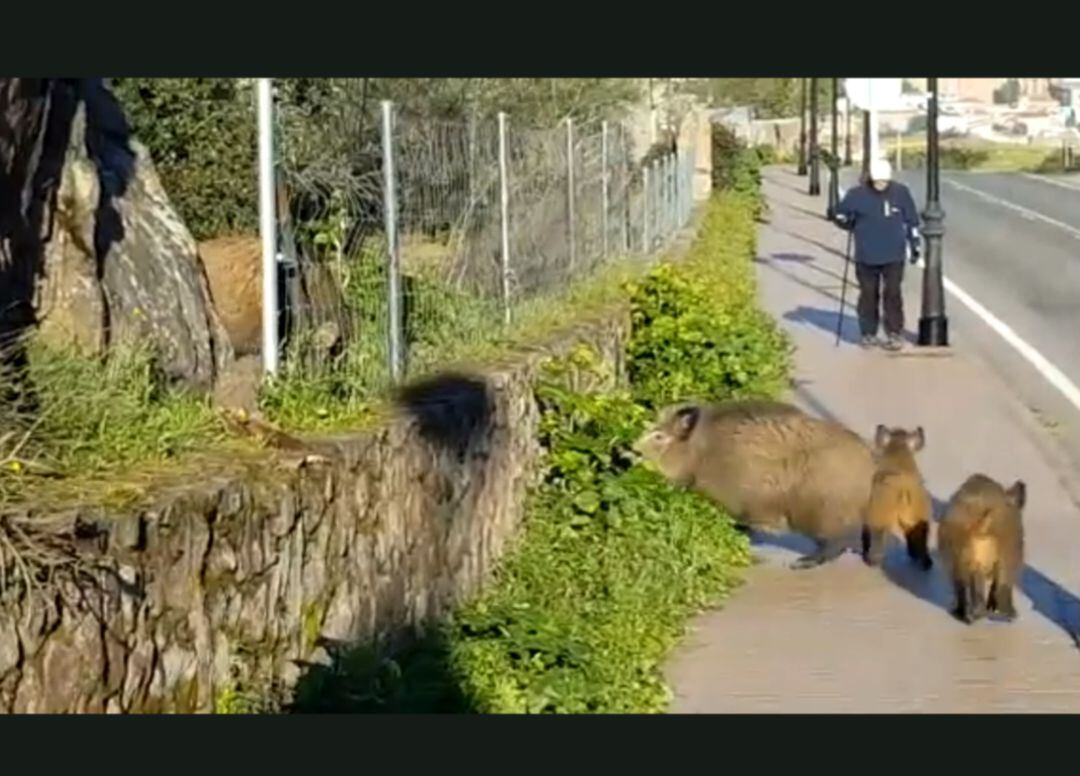 Clip de un vídeo difundido por redes sociales protagonizado por jabalíes en el camino de subida al santuario de la Montaña