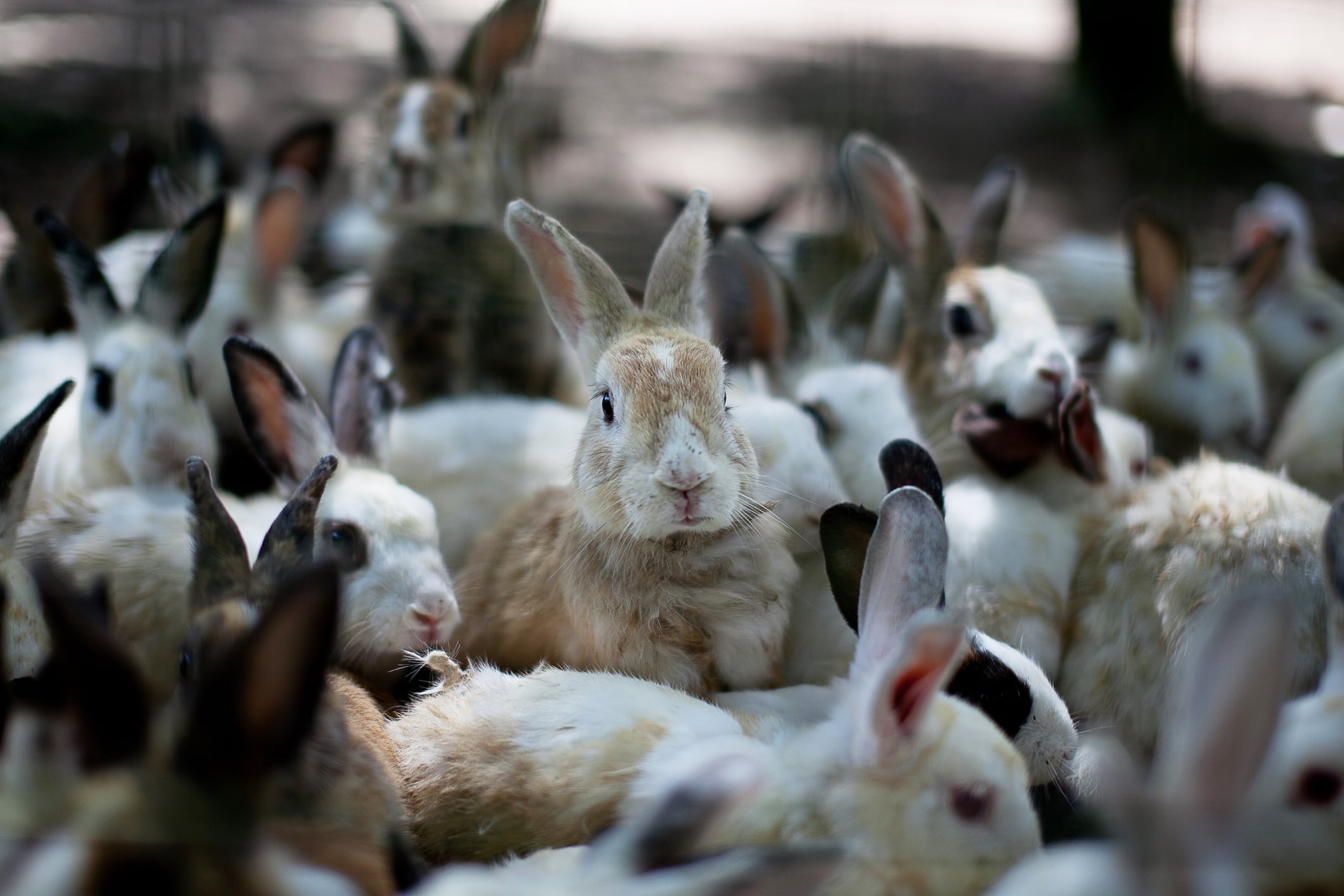 Rabbits On Field