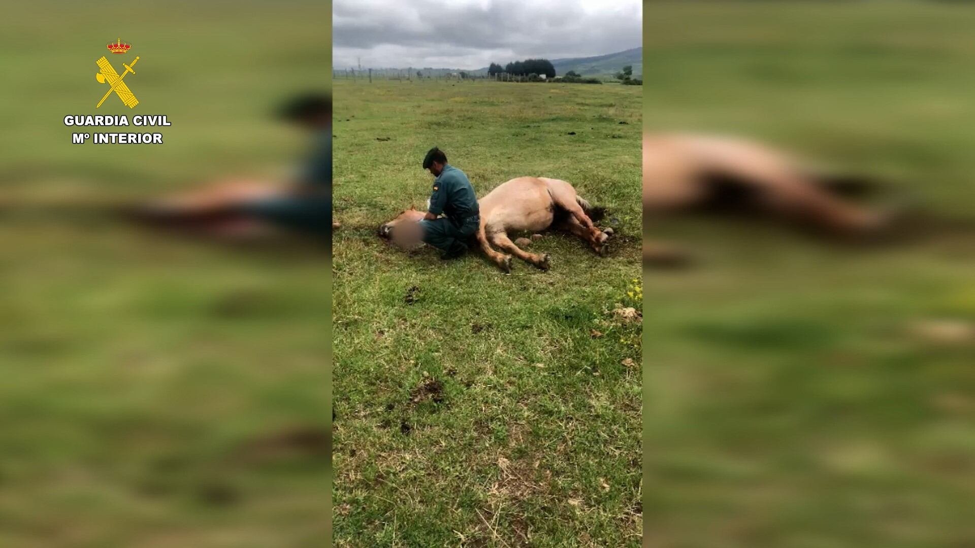 El caballo presentaba dos cortes en el cuello y un fuerte golpe en la cabeza