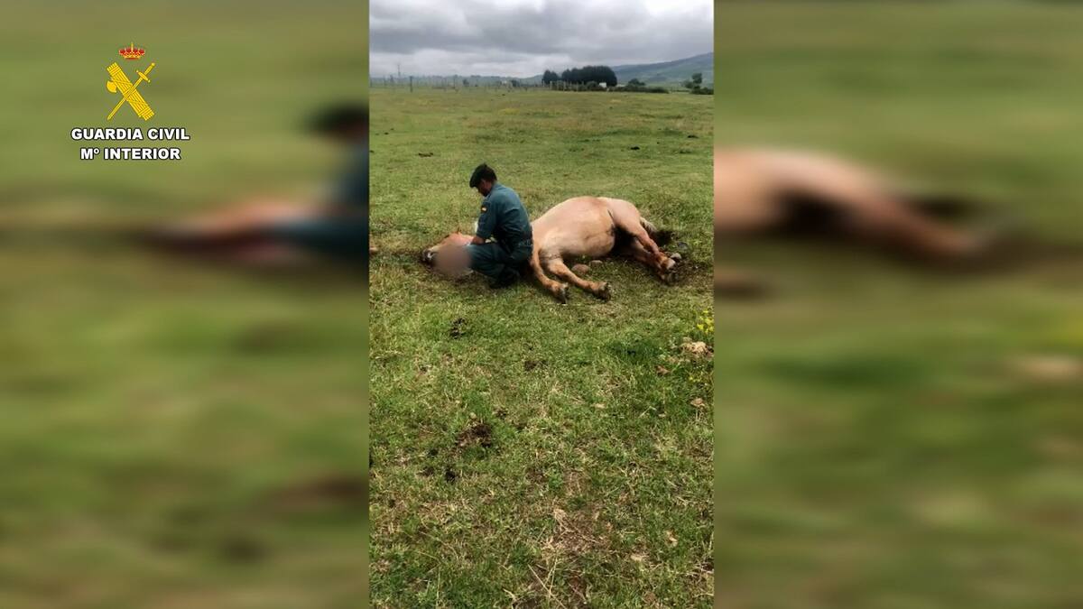 Investigan a un hombre como presunto autor de la muerte de su caballo en Nestares