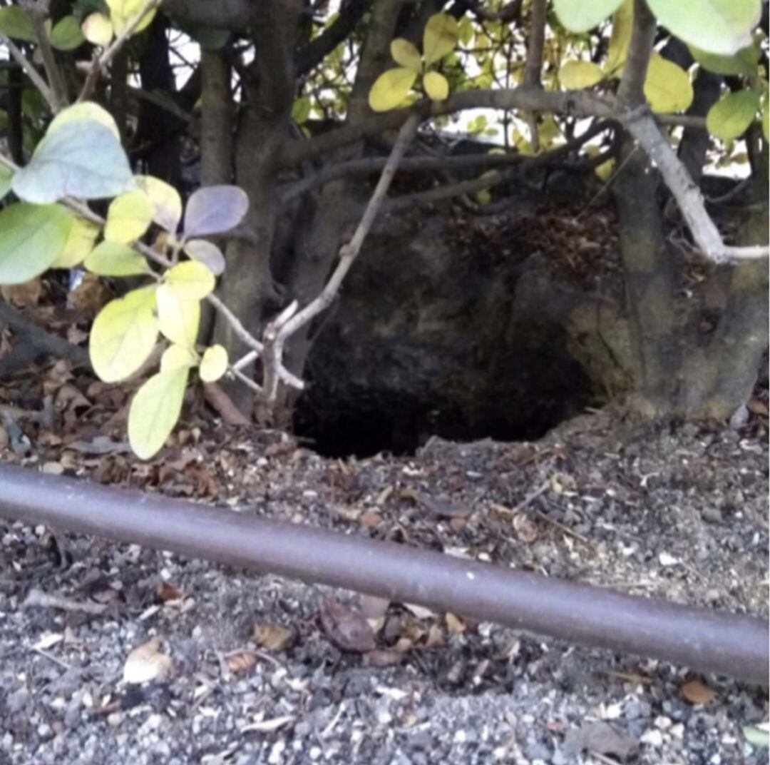 Estado que presenta el agujero de la zona ajardinada en la calle Valladolid