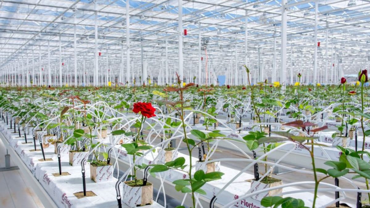 Los trabajadores de Aleia Roses cobrarán el viernes la nómina de julio y la paga extra que tenían pendiente