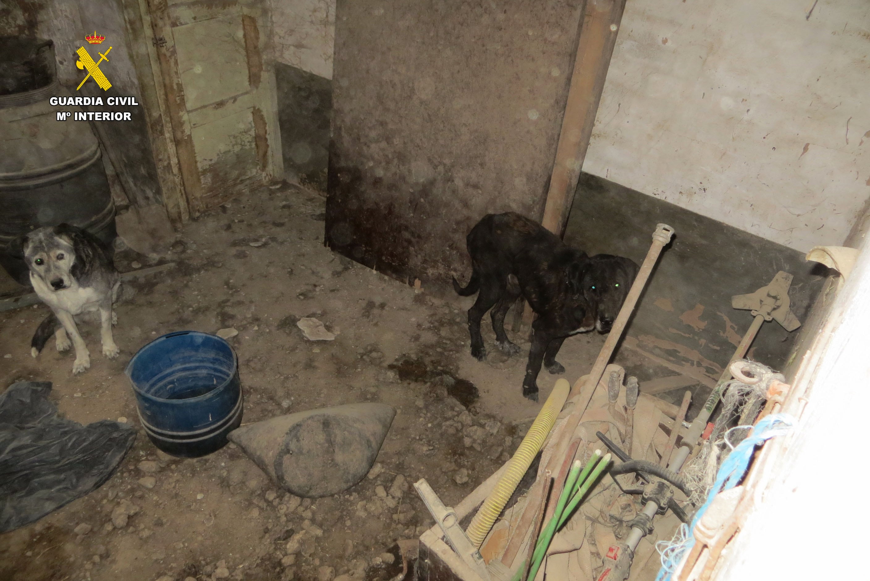 Dos investigados en La Rioja por un delito de maltrato de animales domésticos