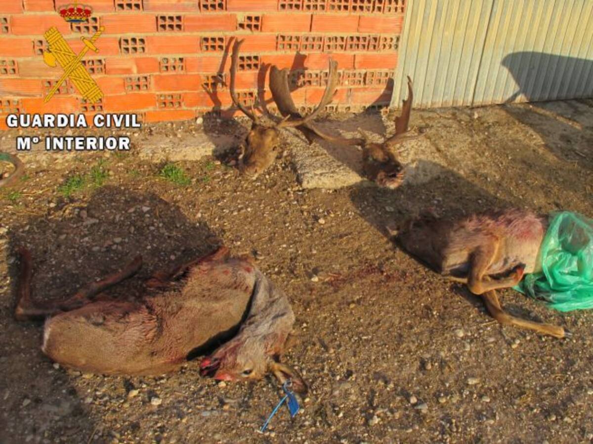 La Guardia Civil denuncia a un hombre en Reinoso de Cerrato por cazar dos corzos y dos gamos