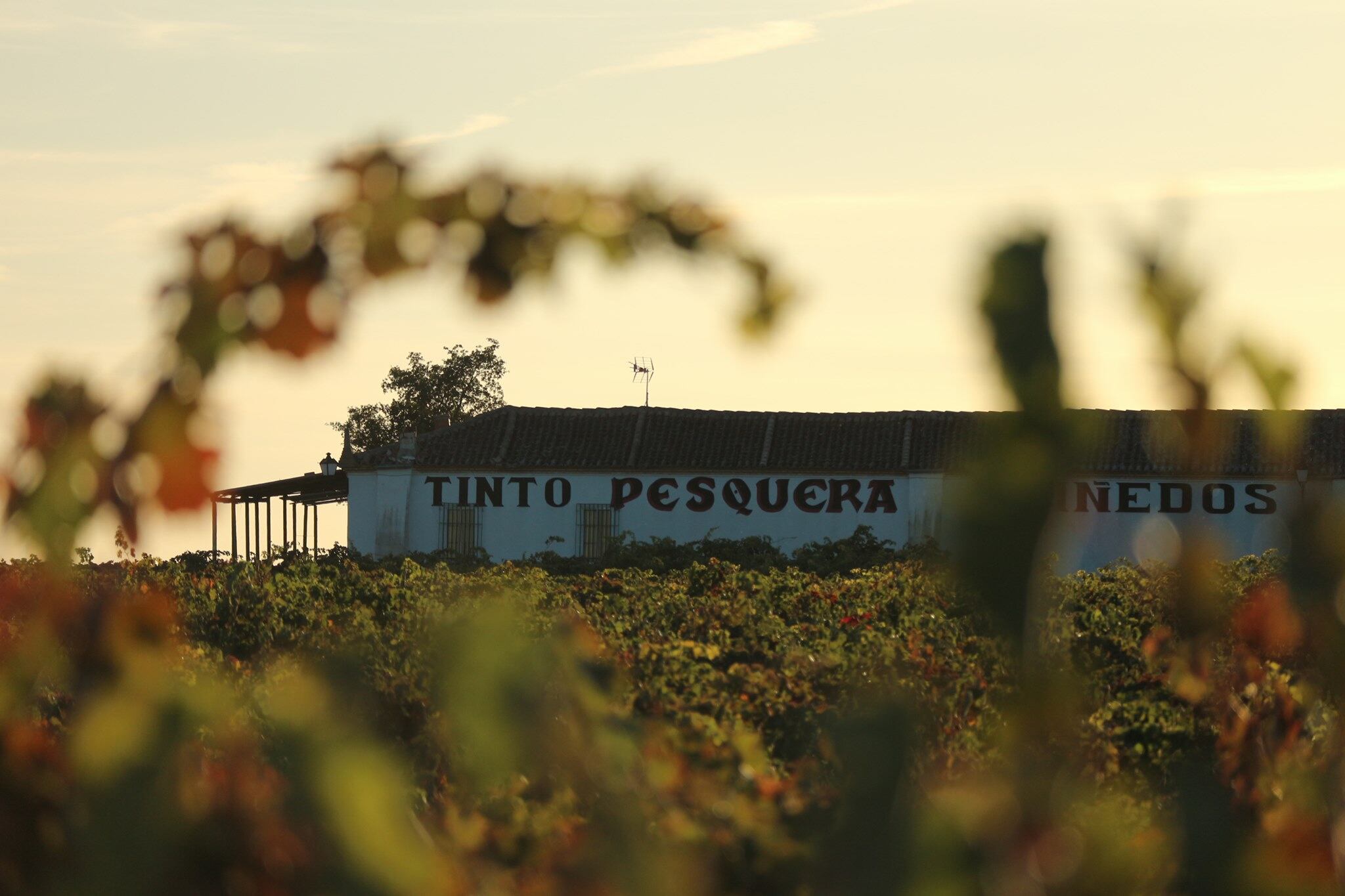 Bodegas Tinto Pesquera