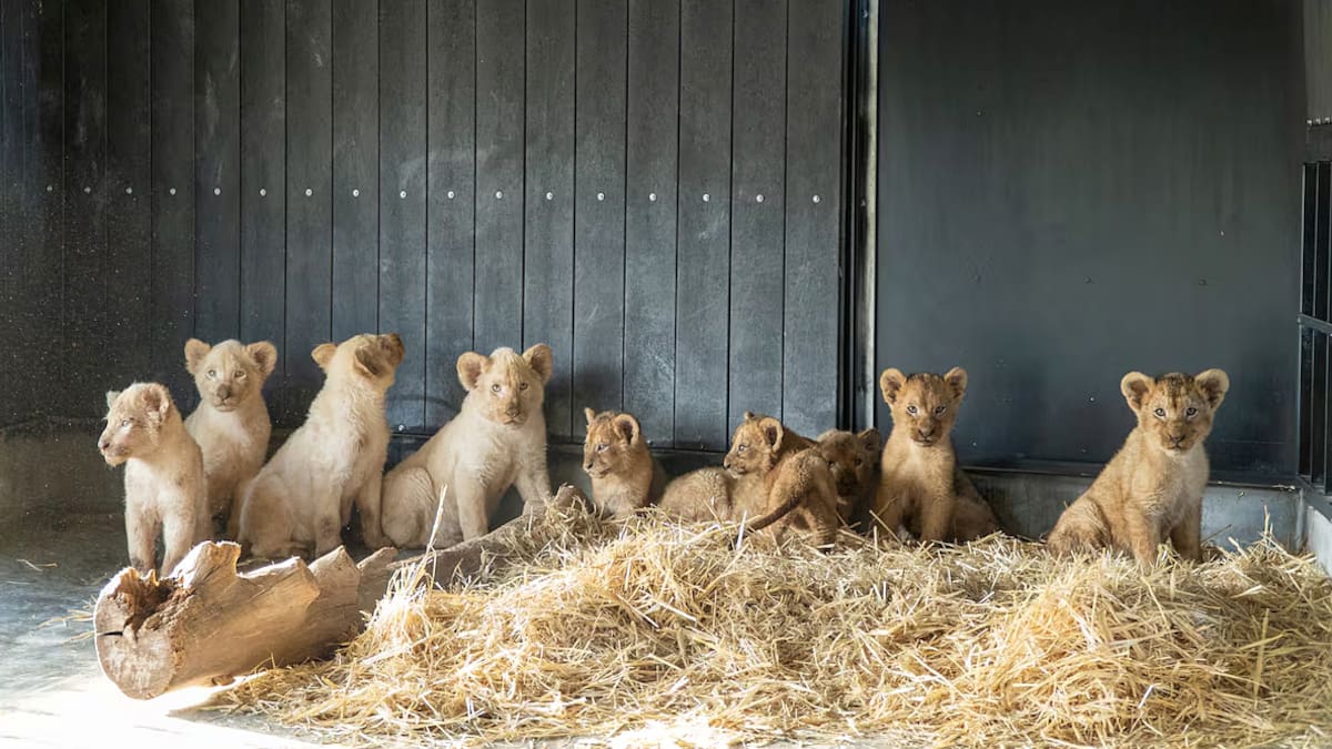 'Cub cam': la recuperación de una familia de leones y sus nueve cachorros rescatados por APP Primadomus, en directo
