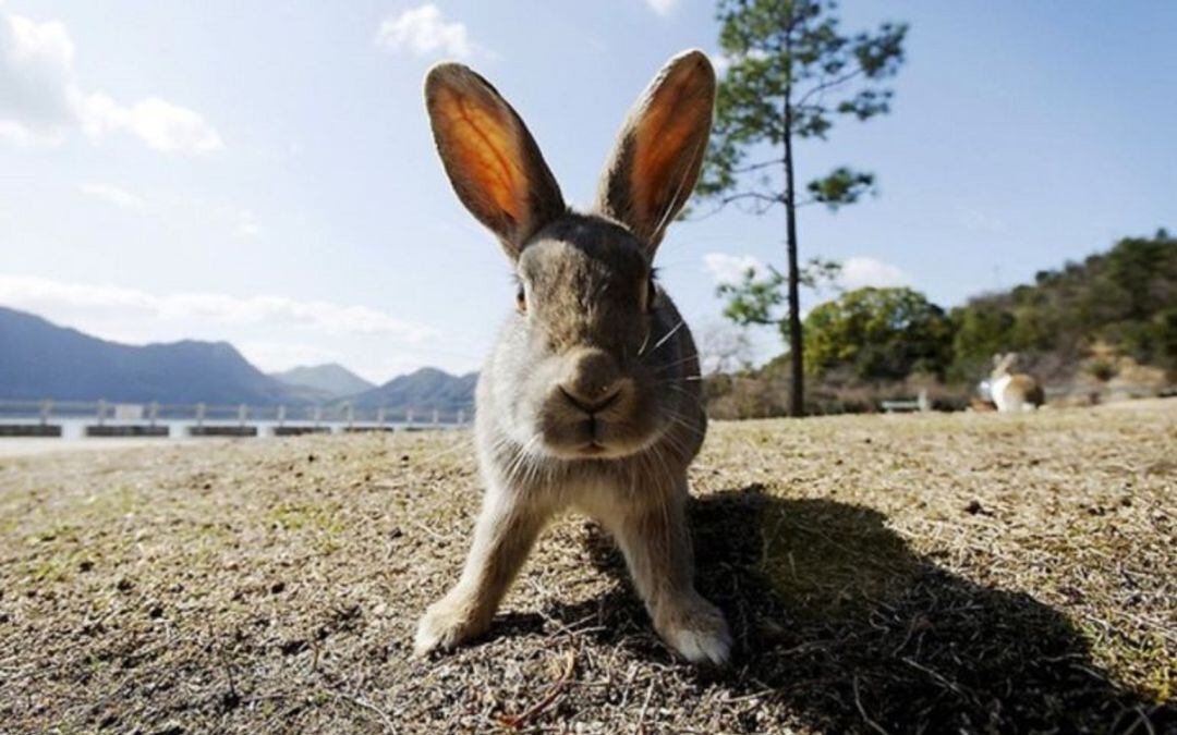 Proliferación de conejos en los campos del Alto, Medio y Bajo Vinalopó