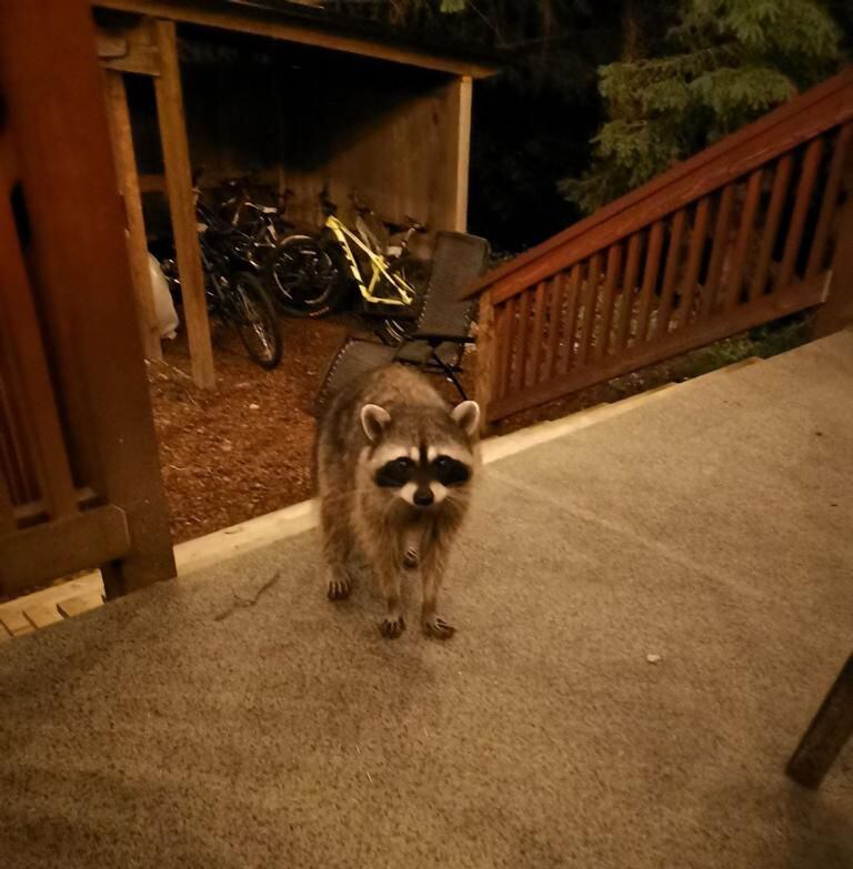 Fauna salvaje a la puerta de casa en Whistler