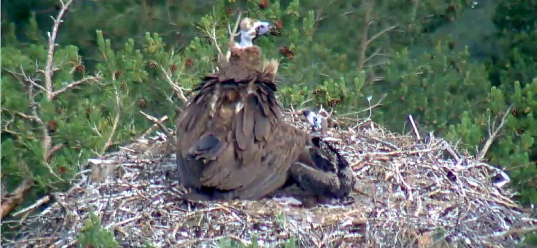 Buitre negro en su nido en la Sierra de Guadarrama