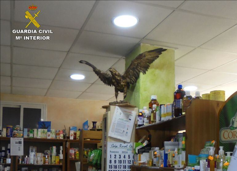 Una de las aves rapaces incautada por la Guardia Civil