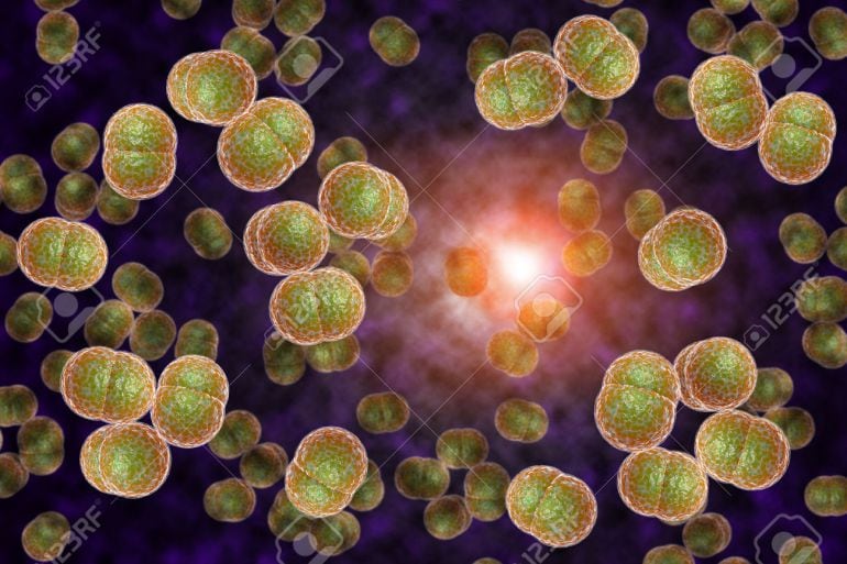 El bacteri del meningococ