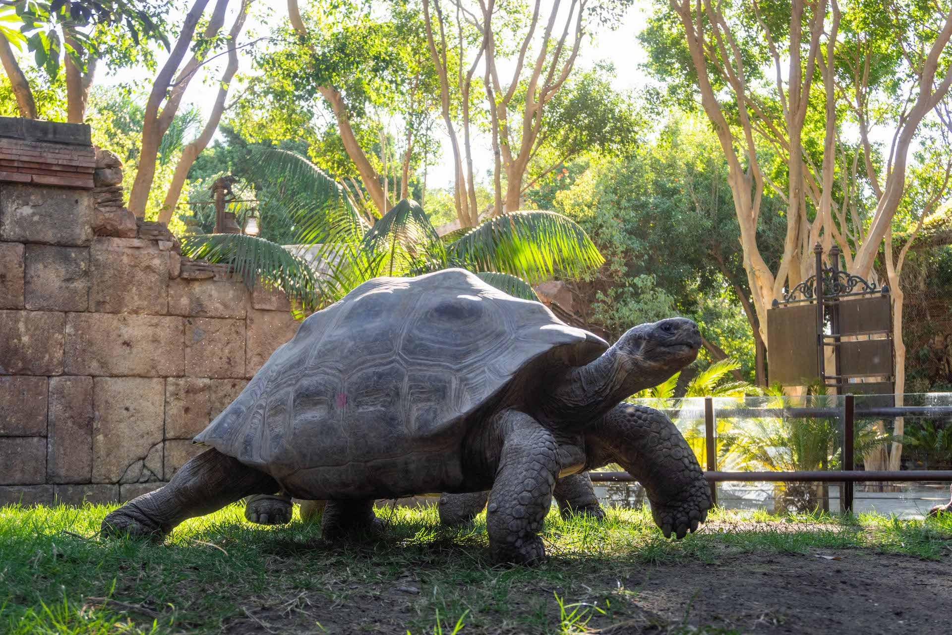 Hermes, la tortuga gigante