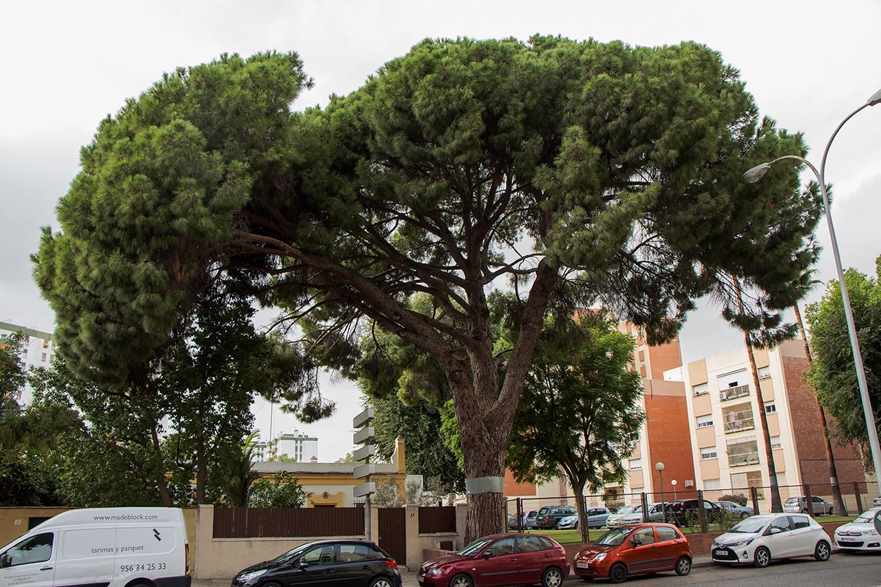 Recorrido por el camino de Lebrija