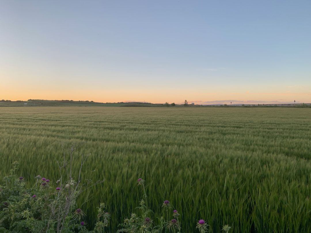 Campo de cereal en Cabanillas del Campo