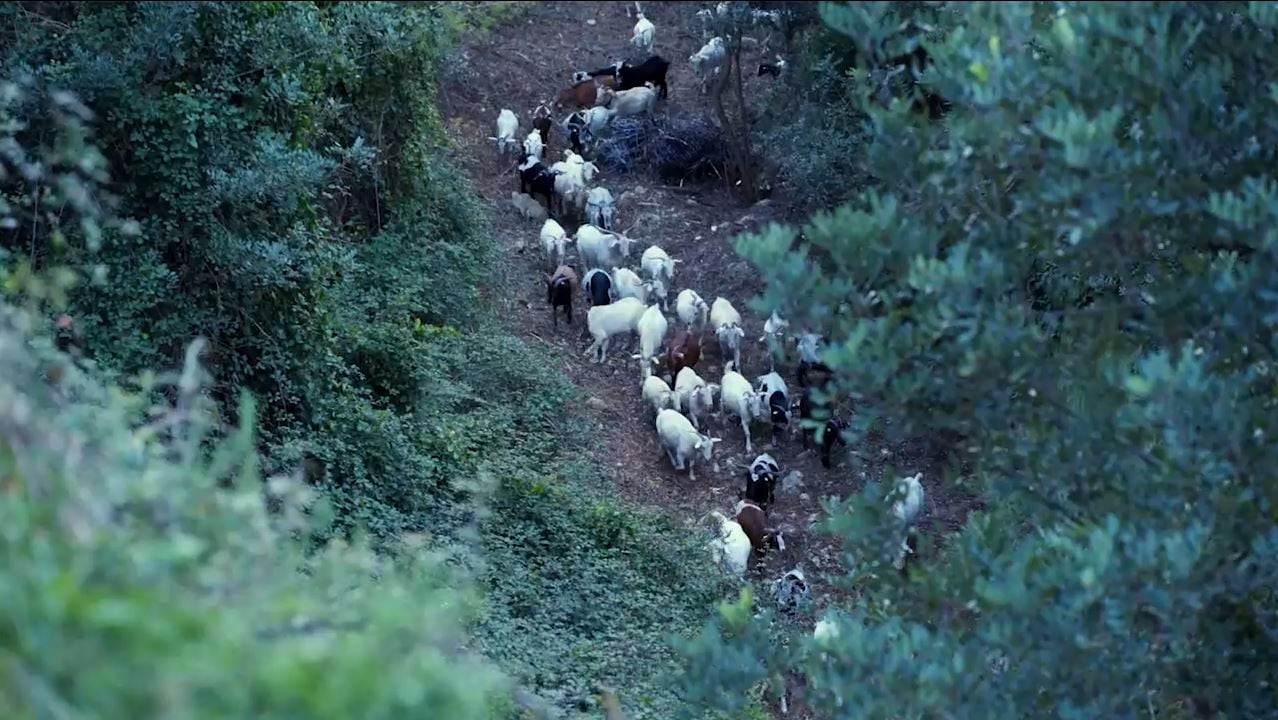 El grupo de cabras pasteando en Marxuquera.