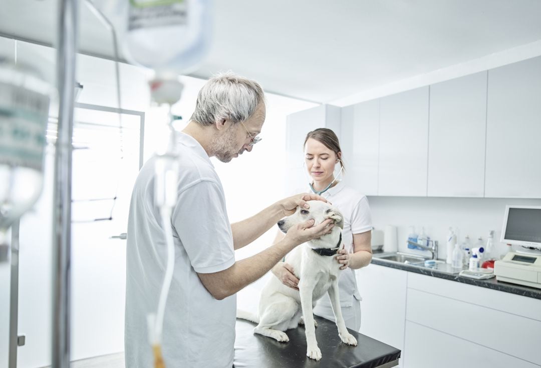 Un veterinario junto a su ayudante examinan el ojo de un perro. 