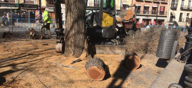 Los árboles talados serán sustituidos por almeces, tal y como se recogía en el proyecto de reforma de esta céntrica plaza