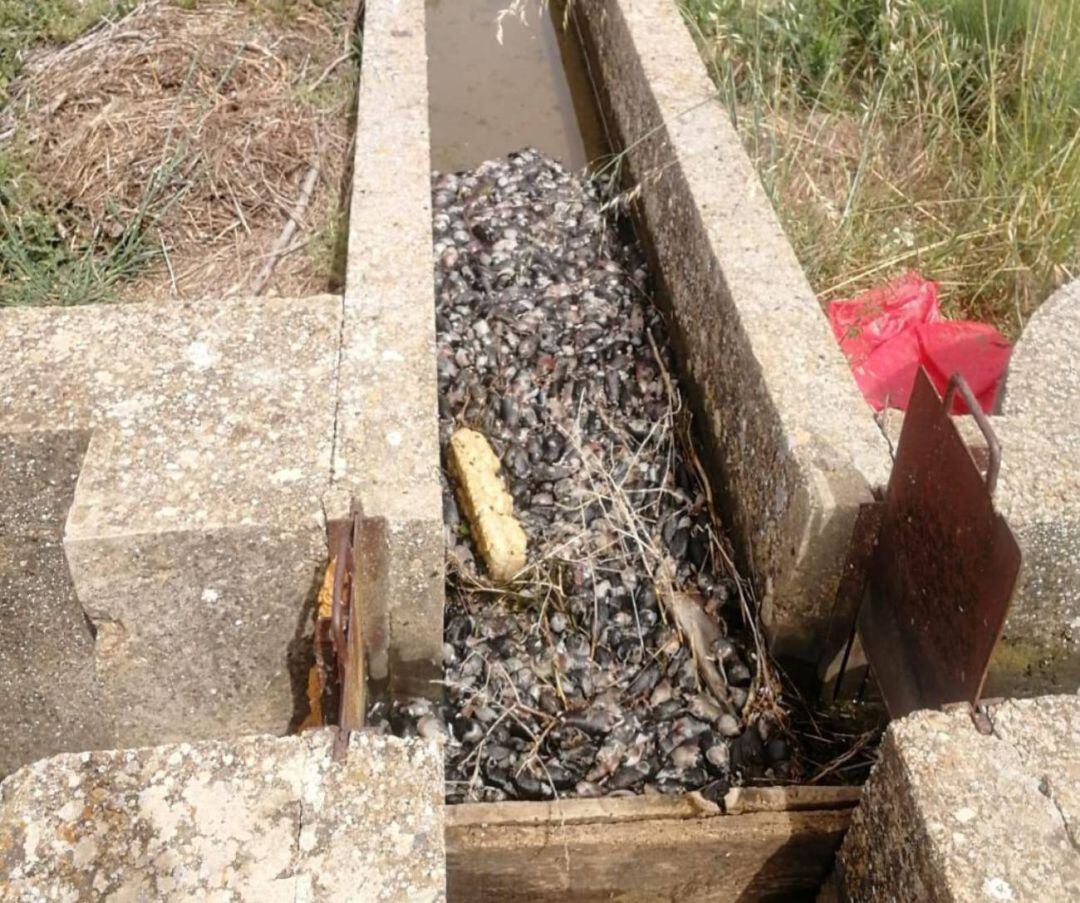 Foto de topillos muertos