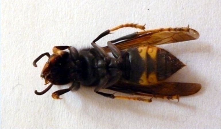 Primer pla d'un exemplar de vespa asiàtica mort.