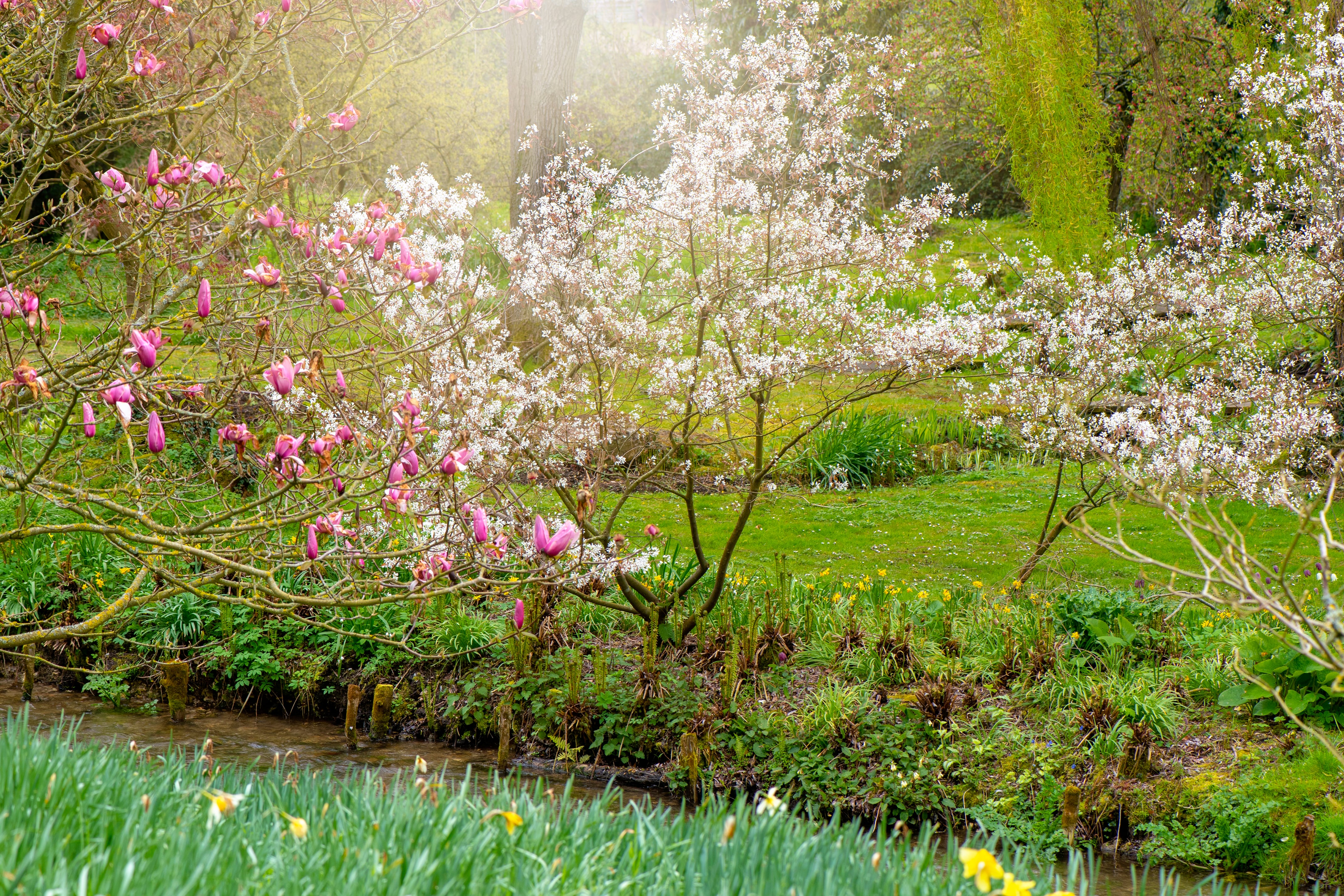 Amelanchier lamarckii