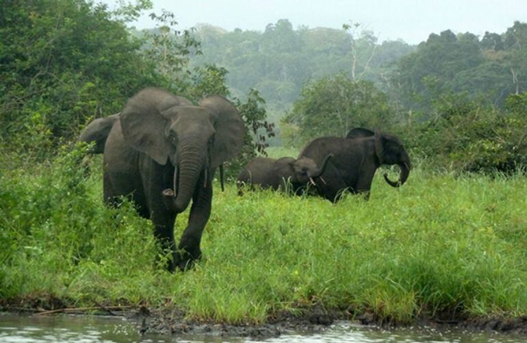 Un pequeño grupo de elefantes pasea por un bosque en el Parque Nacional Minkébé de Gabón. La caza furtiva para el comercio ilegal de marfil ha reducido su número en un 80%.