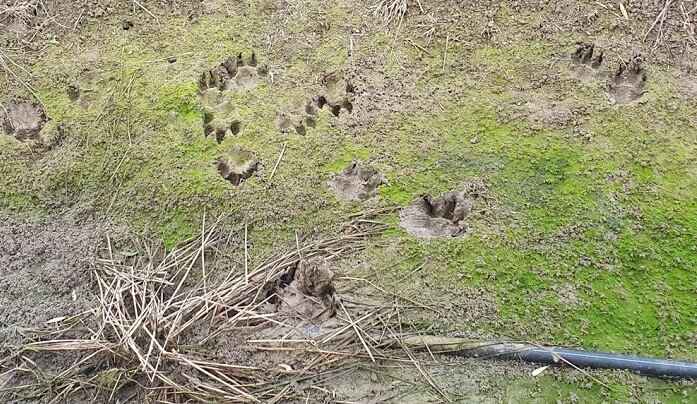 Huellas del felino avistado en Los Barrios (Cádiz).