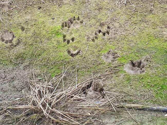 Huellas del felino avistado en Los Barrios (Cádiz).