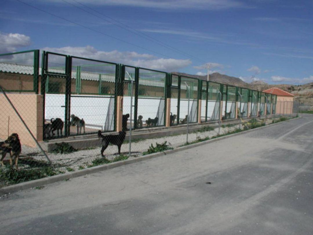 Cheniles en el albergue de animales de Elda