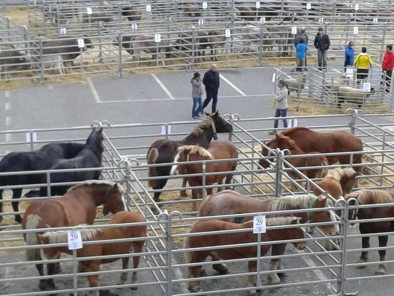 Aspecte que presentava a primera hora del matí la fira concurs del bestiar