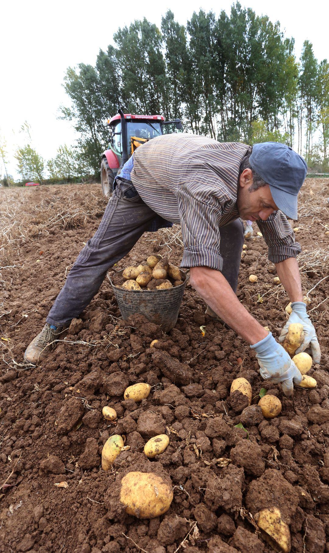 Recogida de patatas en una finca cercana a Ventosa de Pisuerga (Palencia)  
 