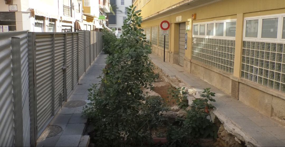 Plantas en Excavaciones Arqueológicas