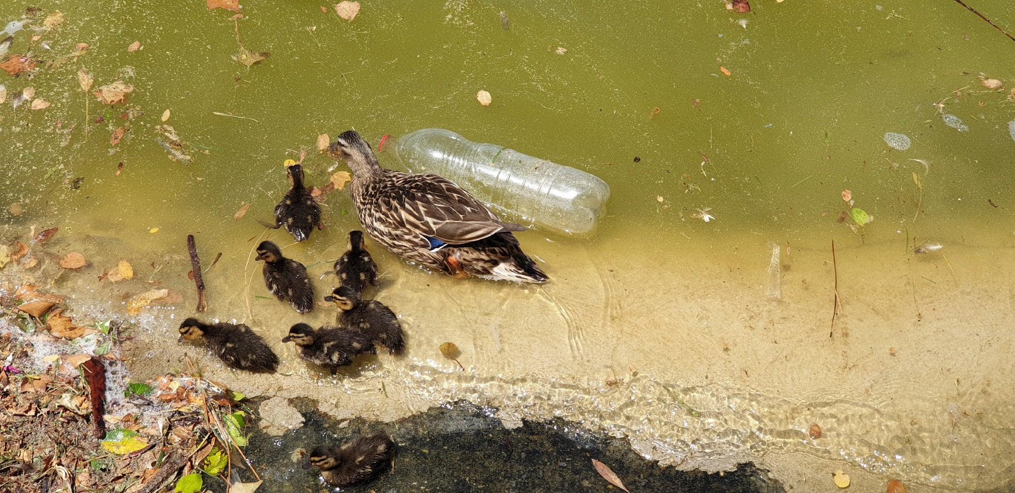 Una hembra de ánade real con sus crías nadando entre suciedad y una botella de plástico en el lago del Parque Juan Carlos I de Madrid.
MARCIAL RODRÍGUEZ/EUROPA PRESS
  (Foto de ARCHIVO)
09/06/2019