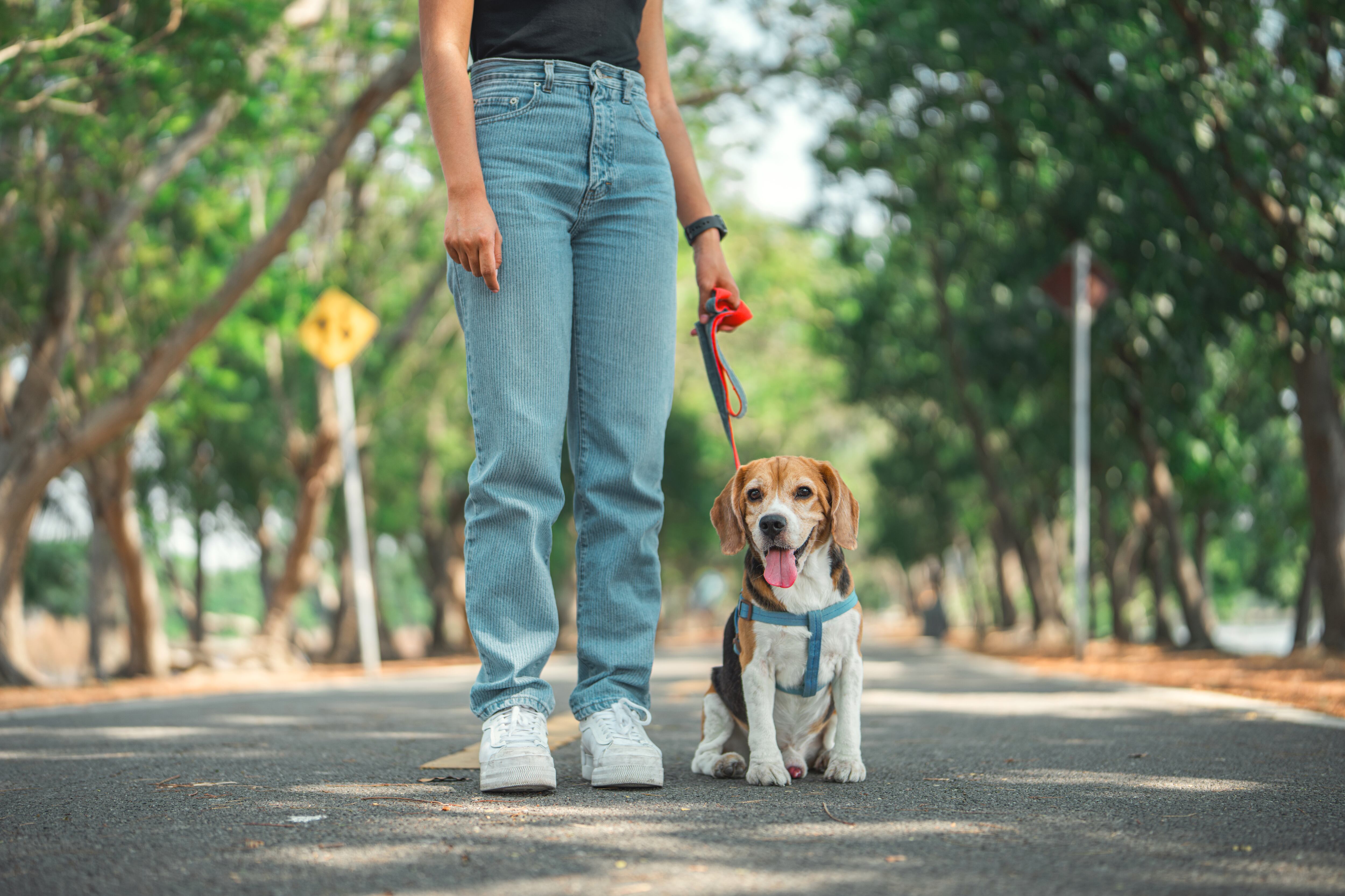 Perro y su dueña paseando
