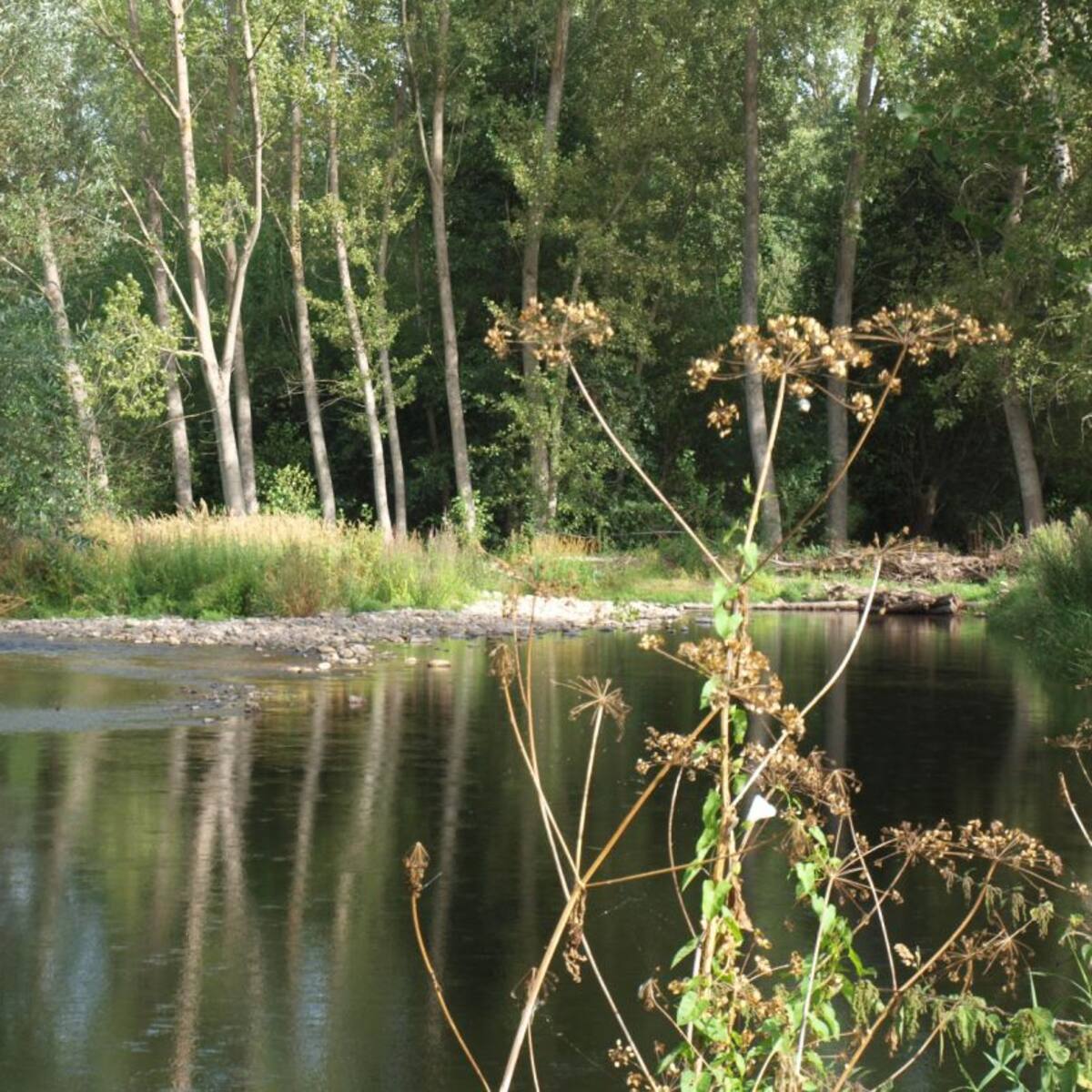 La Guardia Civil propone sanción a un pescador descubierto en el Burbia
