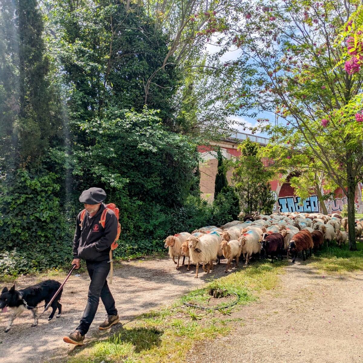 Los ganaderos trashumantes piden la protección de las vías pecuarias y ayudas económicas