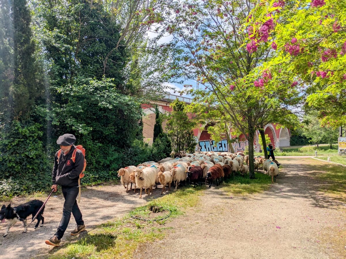 Los ganaderos trashumantes piden la protección de las vías pecuarias y ayudas económicas
