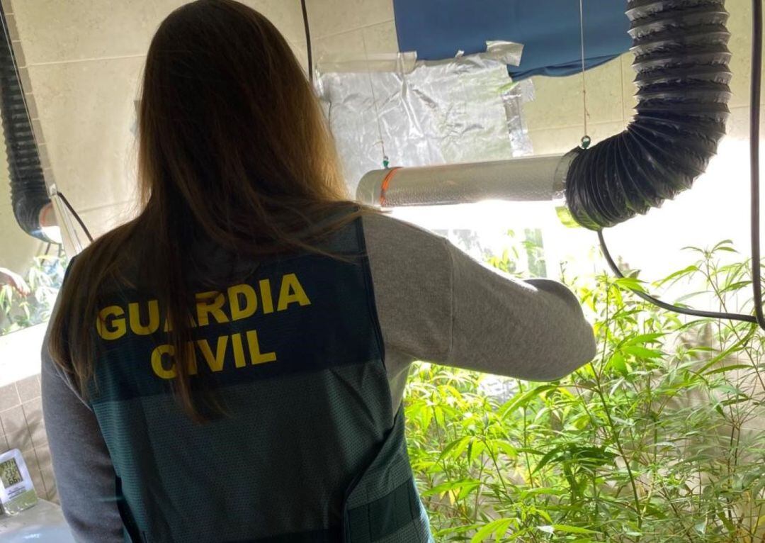 L'Institut armat ha descobert 70 plantes de marihuana a Son Parc.