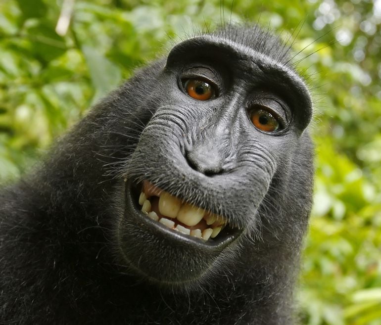 Imagen del &#039;selfie&#039; tomado por el macaco