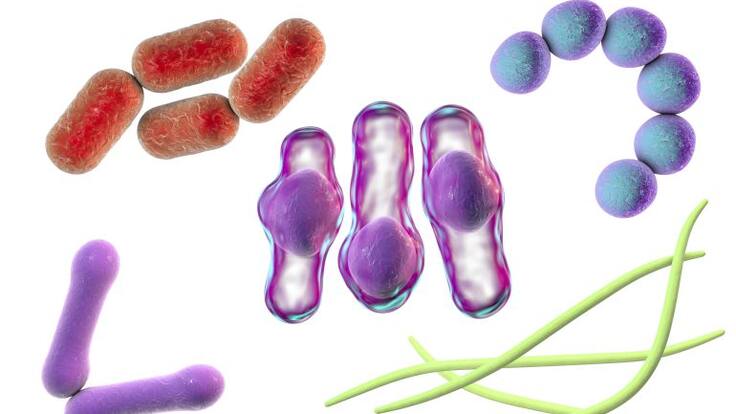 Cómo alimentar a los microbios del intestino