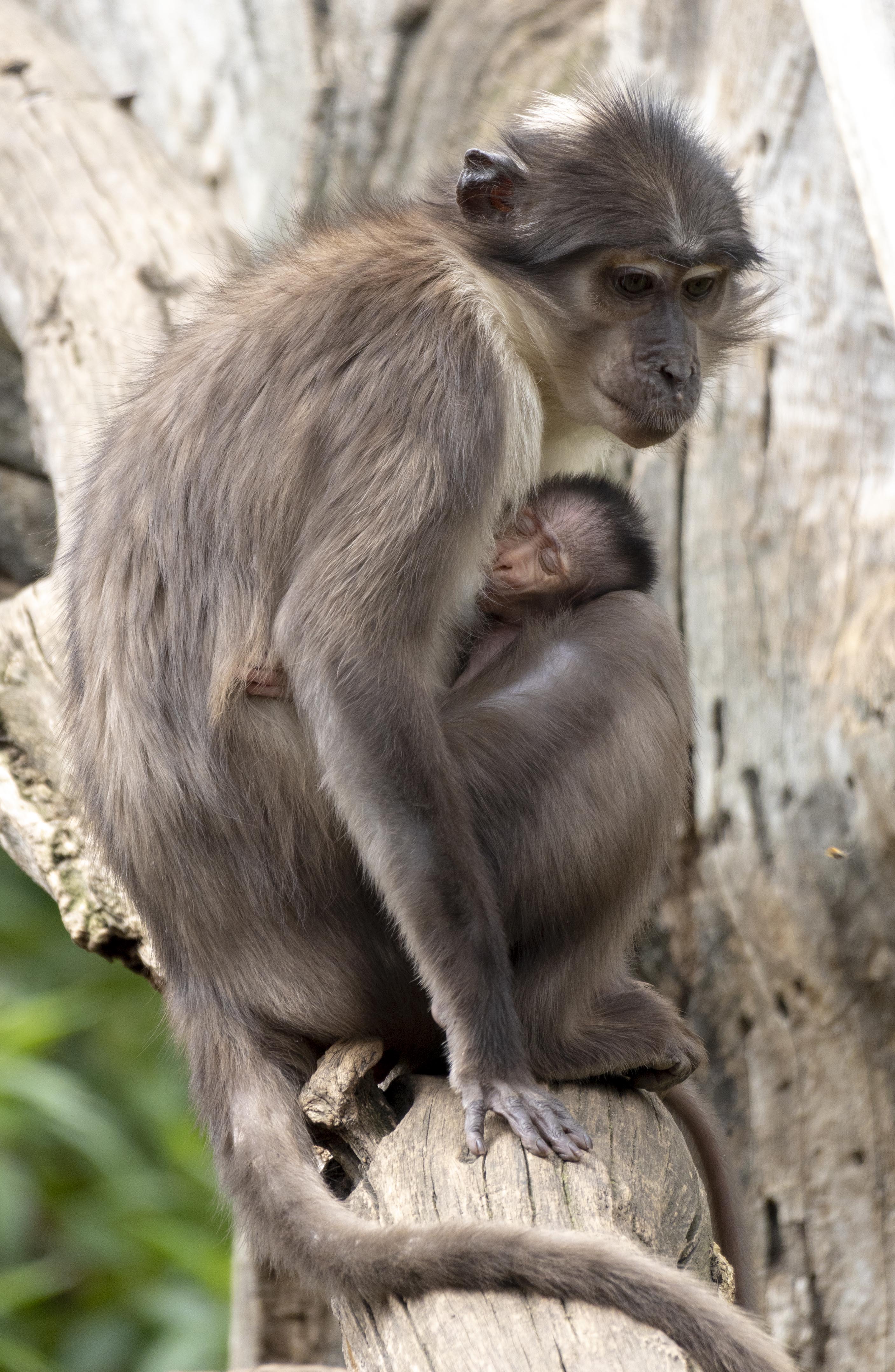 Nace una cría de mangabey en BIOPARC Valencia