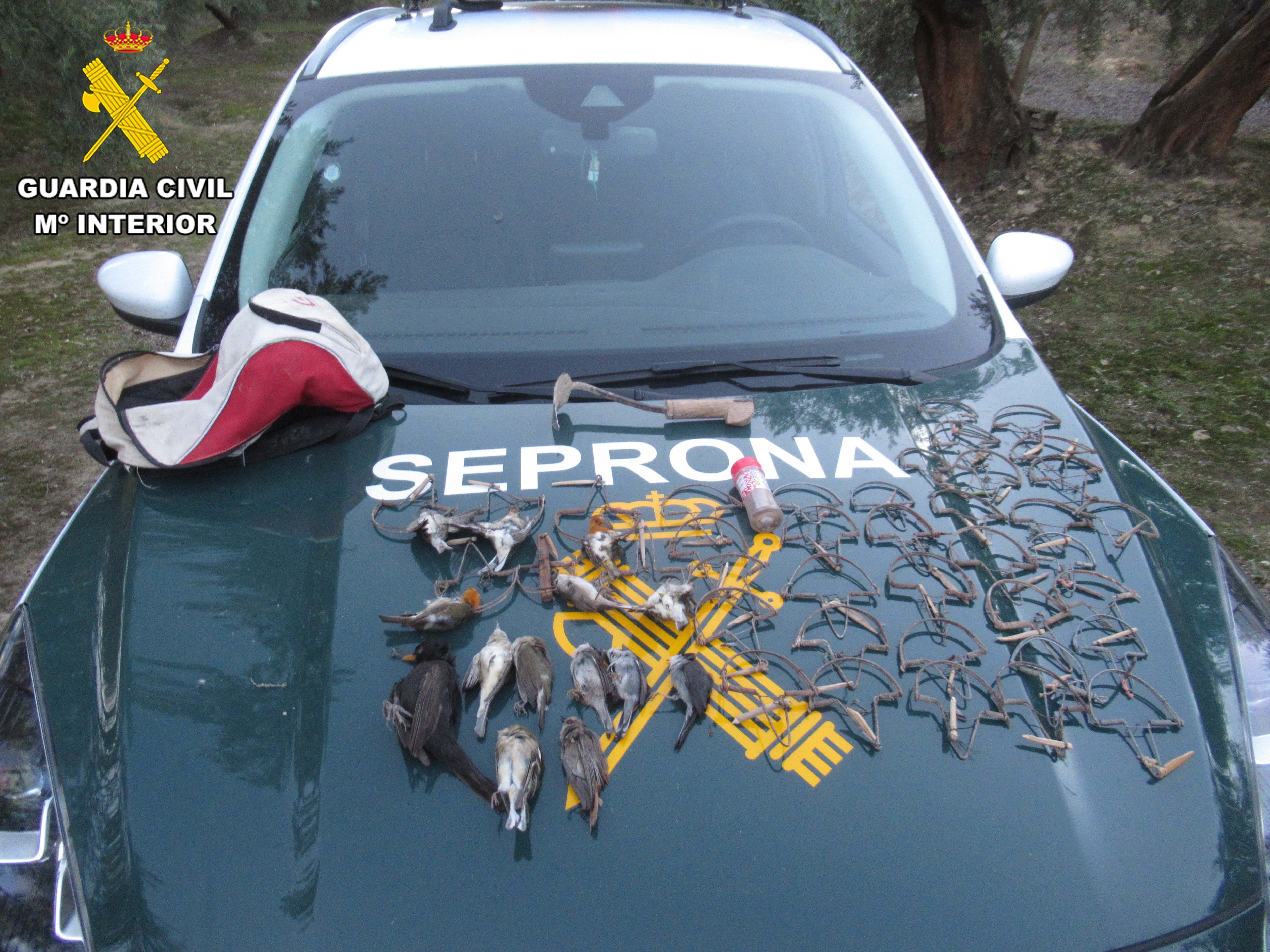 Aves muertas recuperadas por la Guardia Civil en la provincia de Jaén sobre el capó de un coche oficial