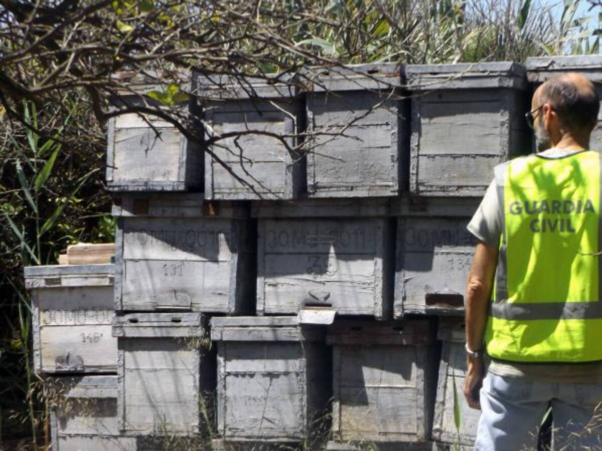 Sorprendido cuando robaba colmenas en explotación de Torreagüera