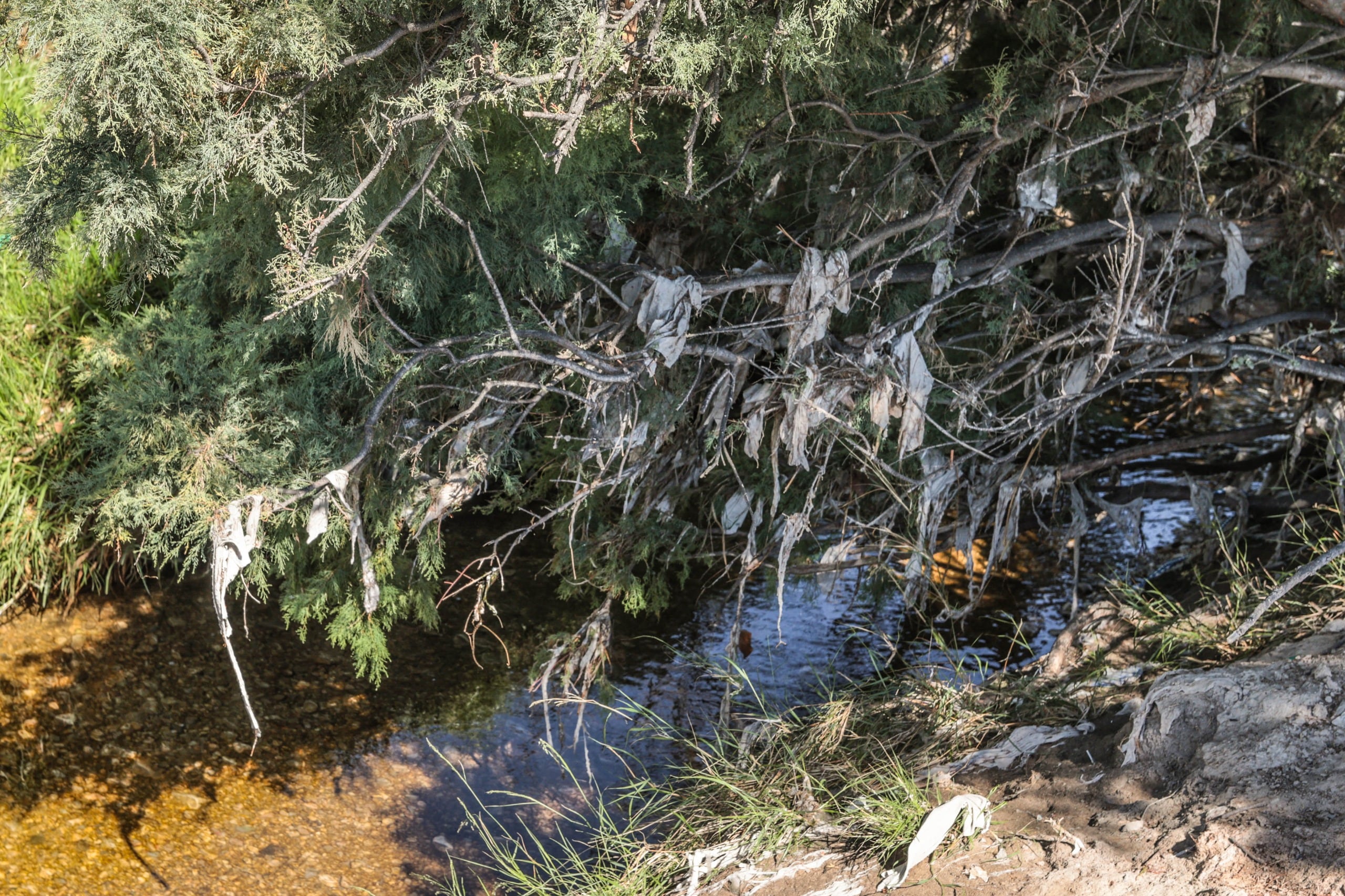 El entorno del río Vinalopó necesita ser renaturalizado